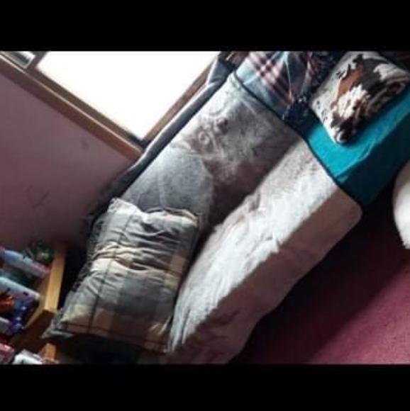 Futon - Picture 1 of 1